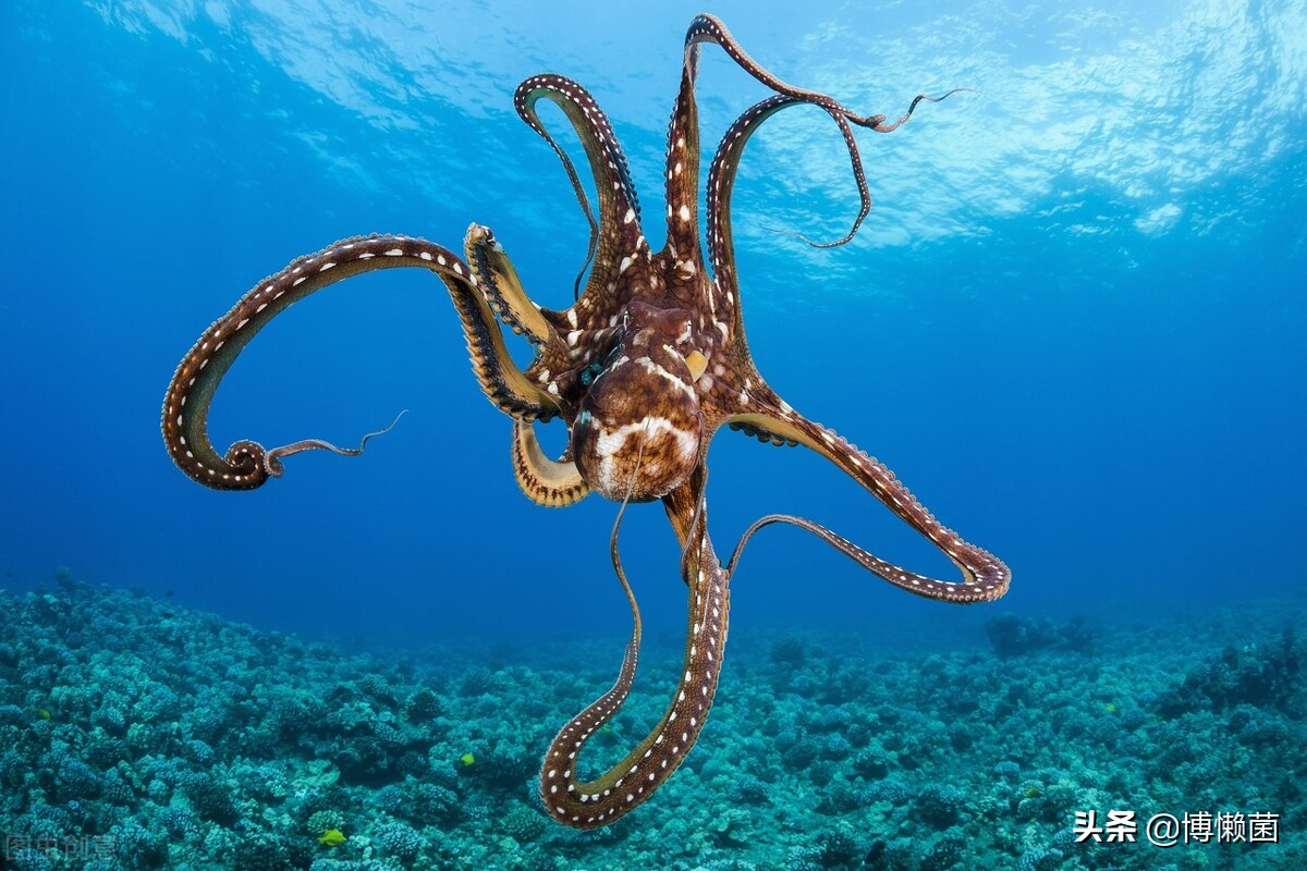 章鱼外星生物是干什么的,外星生物章鱼