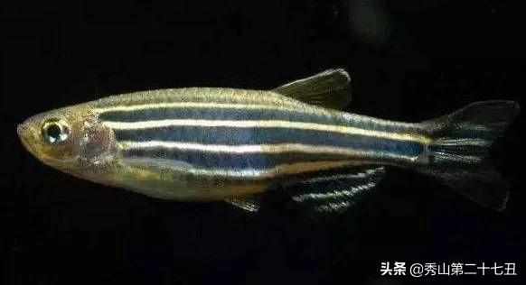 草金鱼十种最漂亮淡水观赏鱼,适合新手养的观赏鱼草金鱼