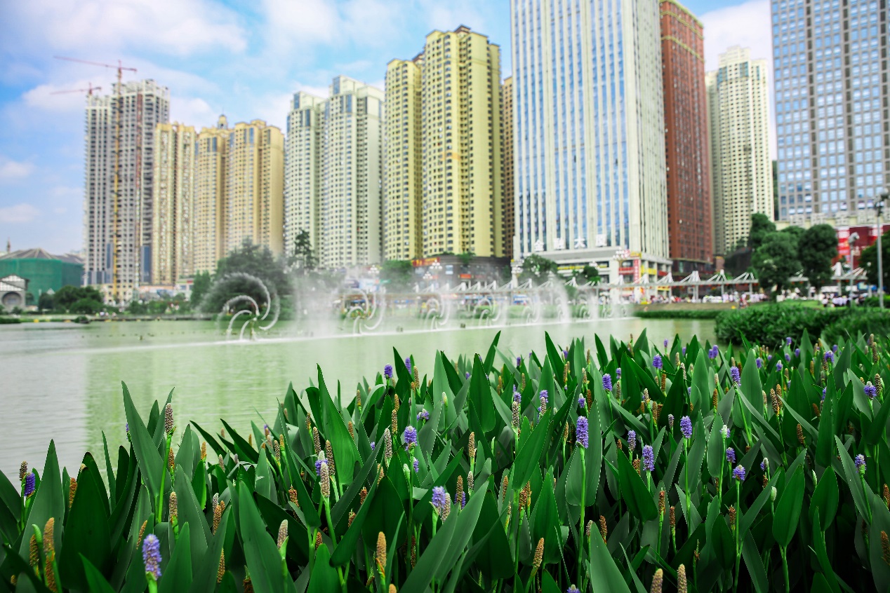 花果园湿地公园草坪,花果园湿地公园阳光草坪