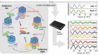 跨学科团队重建蓝藻的昼夜时钟，帮助了解时钟蛋白的运行机制