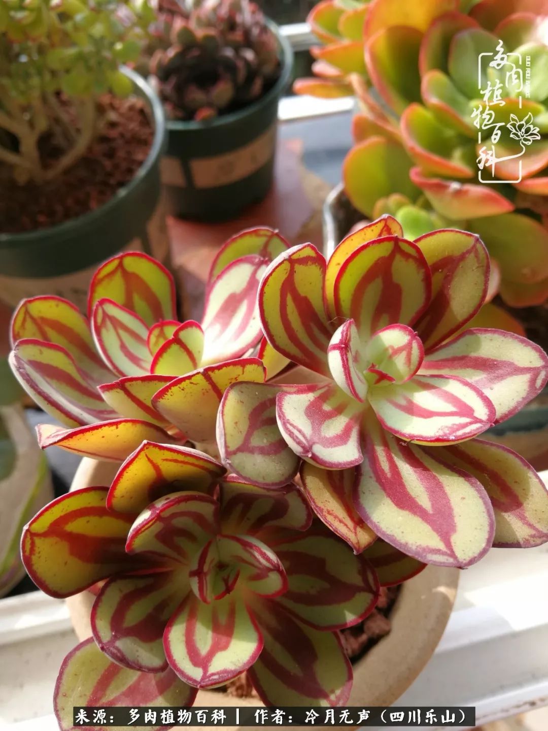 时光见证多肉故事,关于多肉的故事