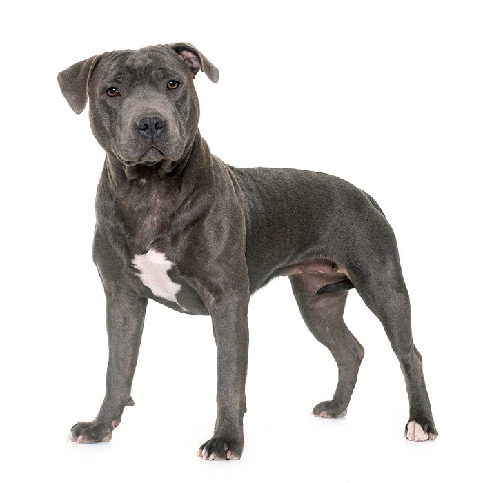 世界上最昂贵的10只狗,世界上最昂贵的狗品种