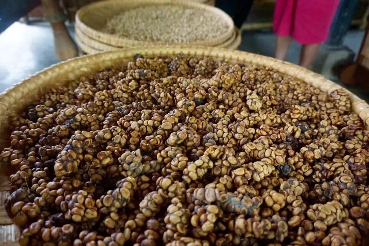 猫屎咖啡特别贵,猫屎咖啡与象屎咖啡的价格