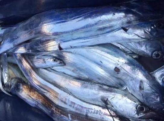 带鱼肉的颜色黑黄哪种好,黑眼带鱼和黄眼带鱼有什么区别