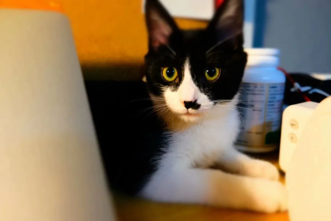 不让人省心的生肖,不让人省心的奶粉