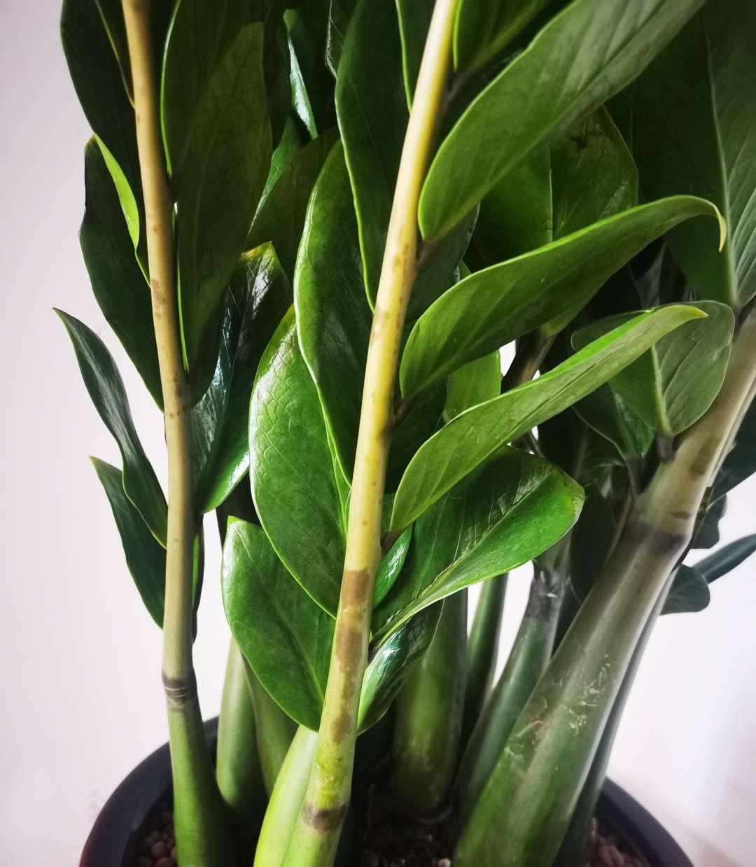 阳台南适合种什么花旺财,适合懒人养的旺财室内花