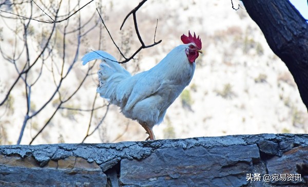 白公鸡啄人迷信说法,民俗中的白公鸡