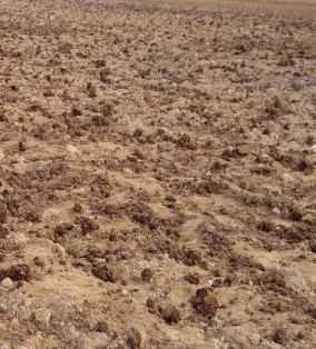 马铃薯主要栽培技术要点,马铃薯地膜覆盖高产栽培技术