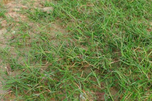 狗牙根的功效与作用,狗牙根有什么用处