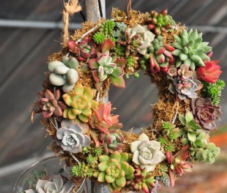 多肉淋雨了怎么处理,多肉夏季淋雨了要怎么处理