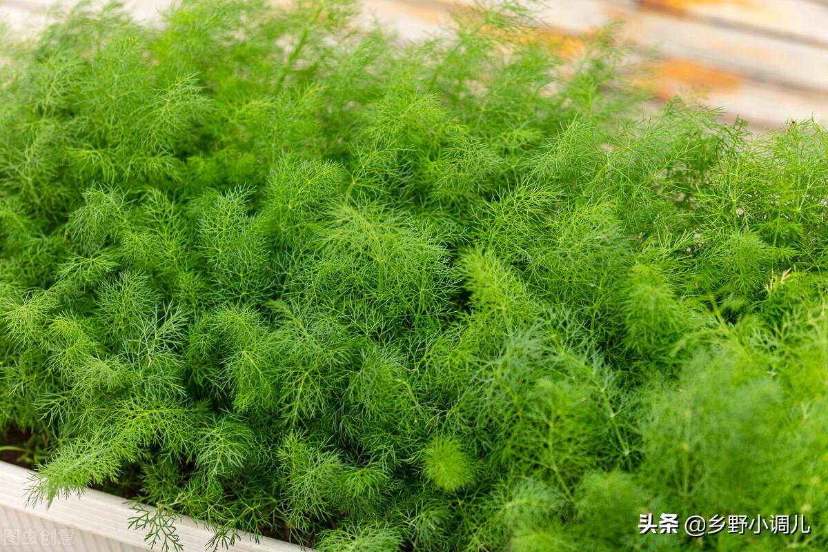 40岁的农民,靠种茴香或换纱窗,投资1万元日赚300元,咋做到的