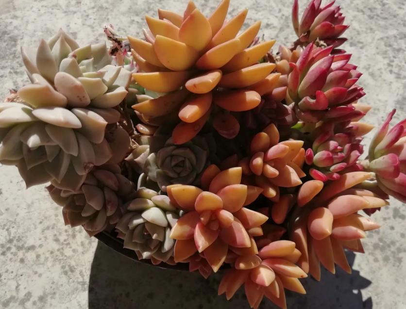 多肉养出状态来有多美?这102种多肉控养上色之后美呆了