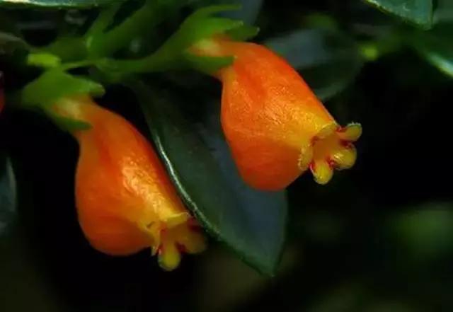 金鱼吊兰怎么养长得快一点,金鱼吊兰怎么养才能快速长出来