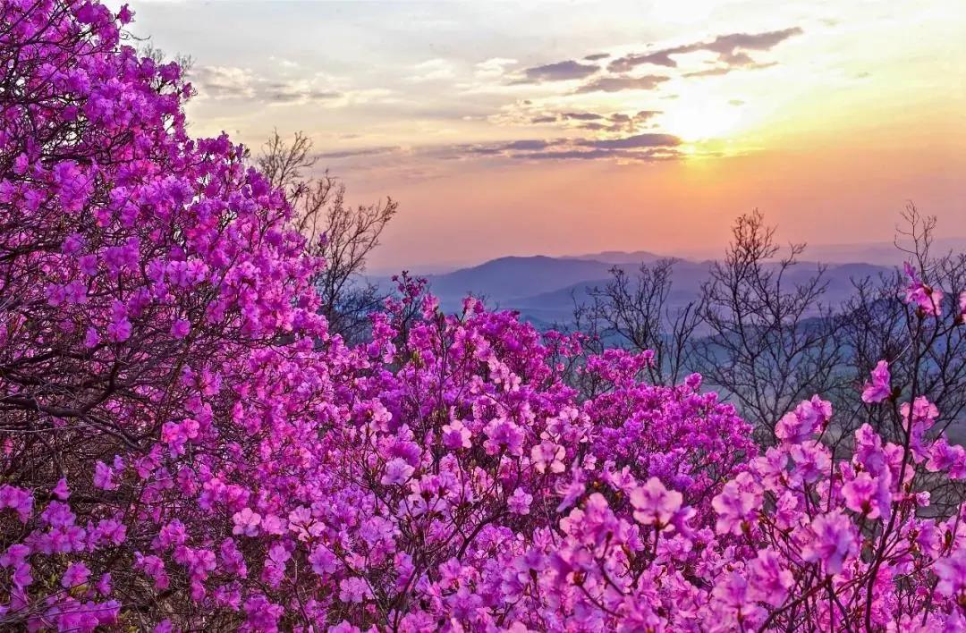 苏炳添，通辽欢迎你！吴智强，快带苏炳添回家