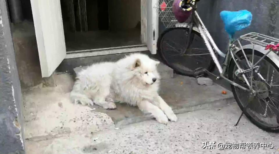 除夕，身上恶臭的萨摩耶在家门口流浪：为什么要抛弃我？
