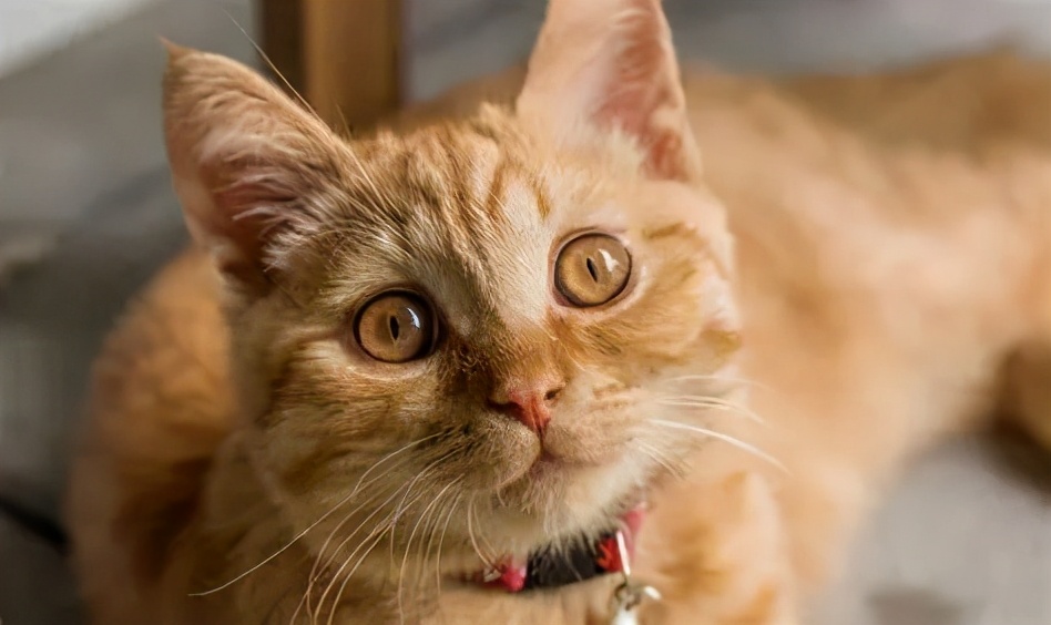 全口拔牙后哪些口炎不能治疗,猫口炎不拔牙保守治疗能好么