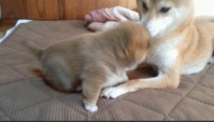 小短腿表情包动态图,超级可爱的表情包小脚