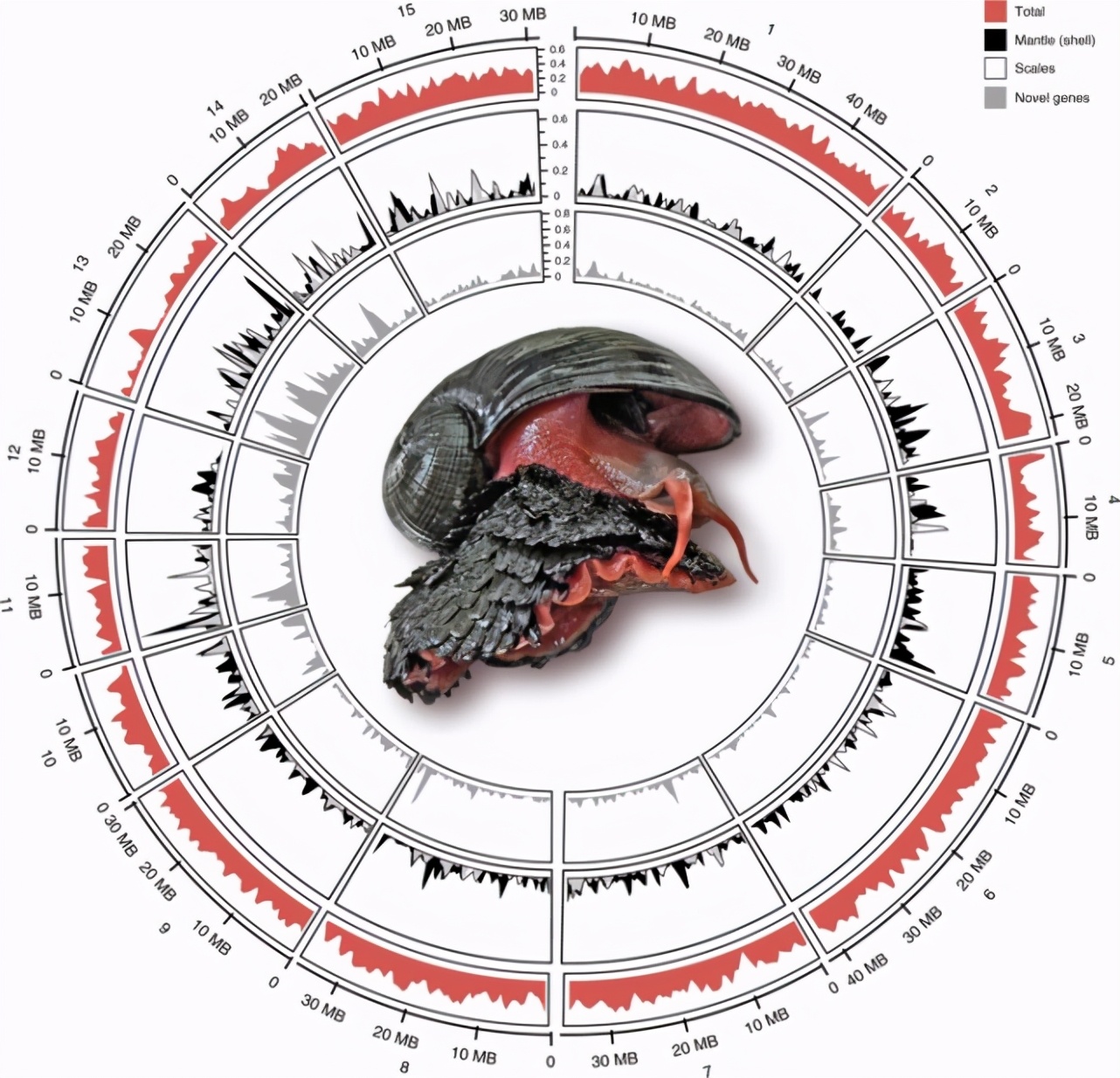蜗牛将钢铁融入身体后，化身“装甲战士”，*弹子**也打不穿它的壳