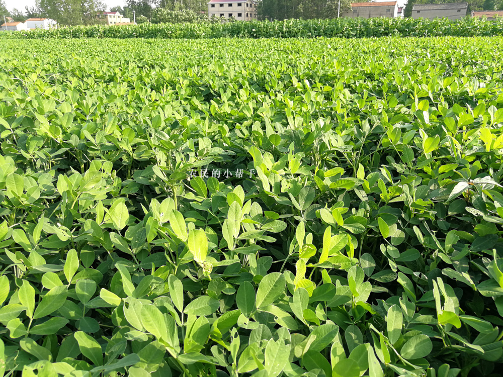 种植花生，正确控旺能够提高花生产量，这几点控旺技术需掌握