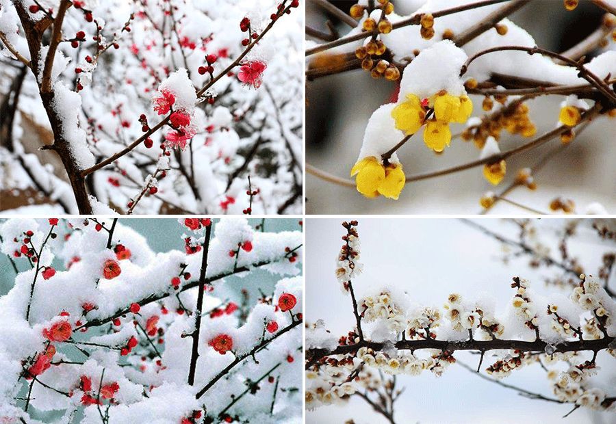 梅花怎么画简单又好看粘土,桃花水彩儿童画最简单