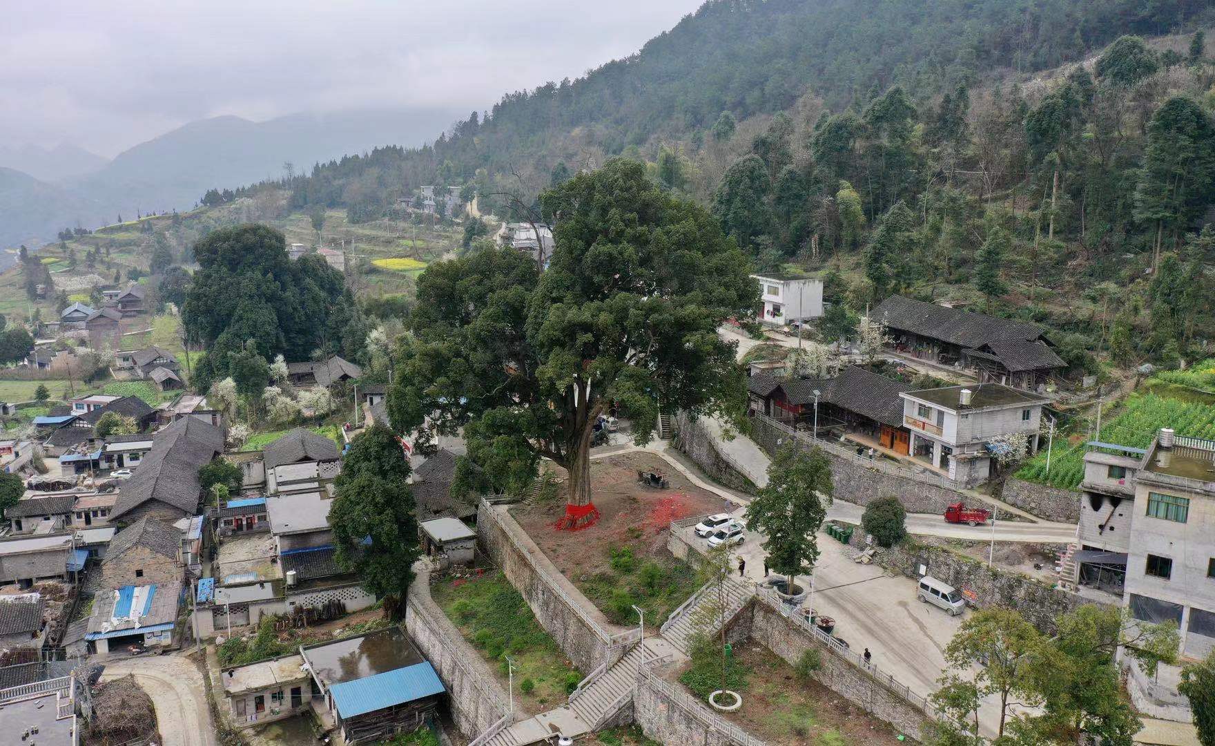 贵州发现一棵上千年金丝楠木王,贵州大山发现金丝楠木王