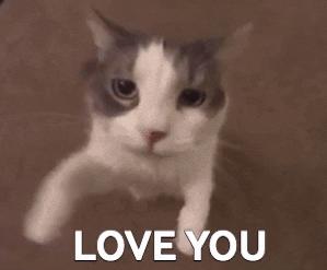 医生建议养猫治愈抑郁症,抑郁症养猫还是养狗好