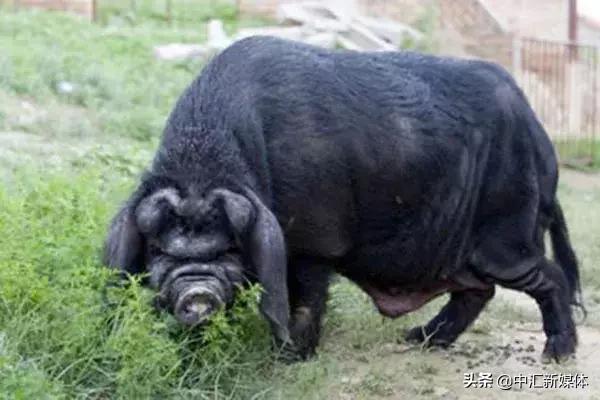 名猪大集合，看看你认识几个？