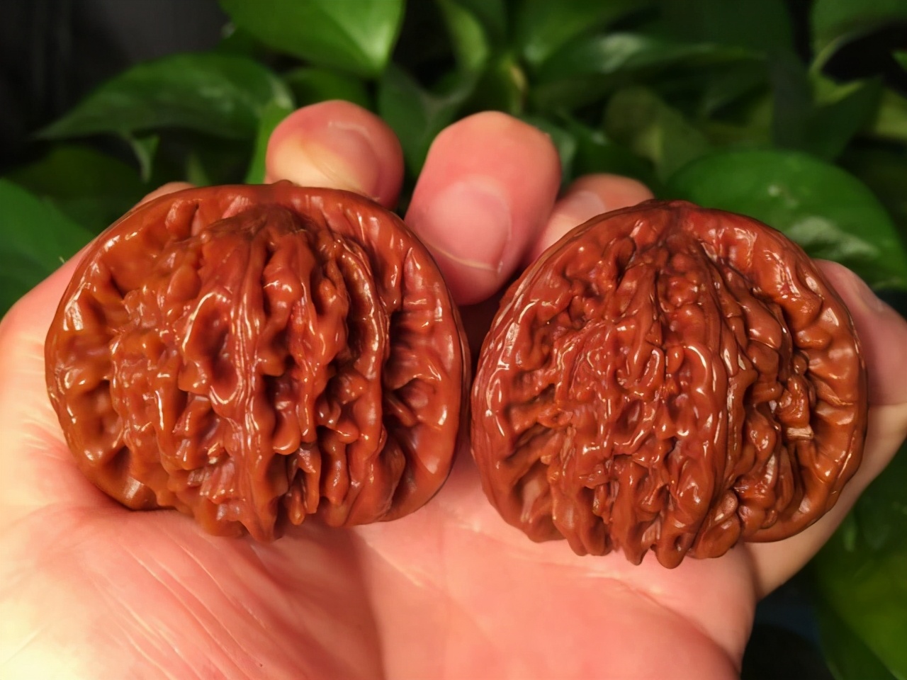 文玩核桃这五个问题你都整不明白,文玩核桃的四个死穴你都了解吗