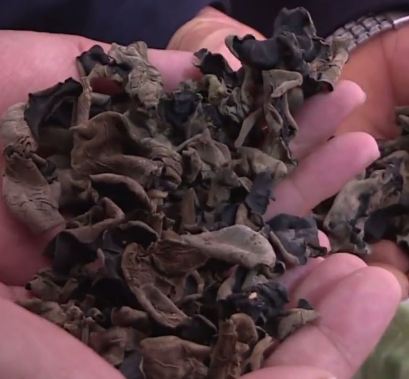 收购商突然出国，3户贫困户700多斤黑木耳滞销，贫户：靠*款贷**种植