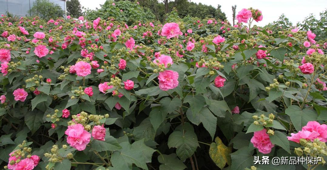 优良品种有哪些,最好的品种是哪一种