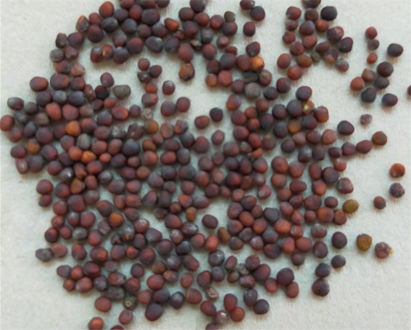 上海青耐寒小青菜鸡毛菜种植时间田间管理技术,分享头条友友们