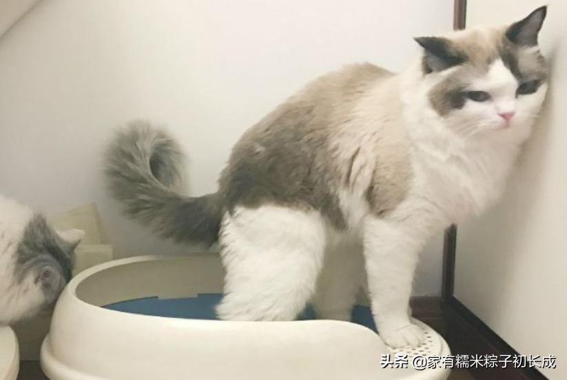 猫咪不用猫砂乱拉乱尿怎么办,猫咪乱叫乱尿是猫咪发的求救信号