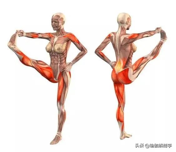 拉伸髂腰肌的瑜伽体式,久坐的人如何拉伸髂腰肌