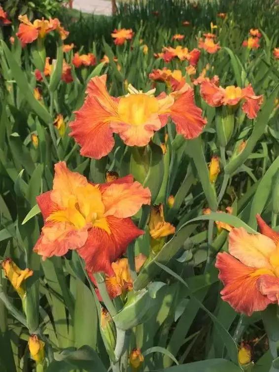 美美美！余杭七大花海组团来袭，遍地繁花好似人间仙境