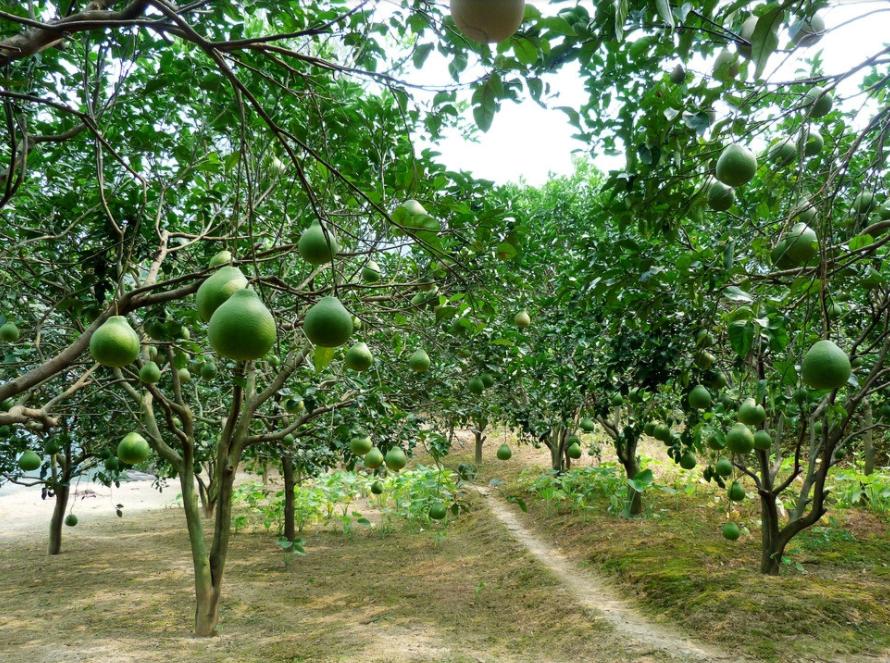 柚子无公害栽培技术,柚子该怎么种又快又营养