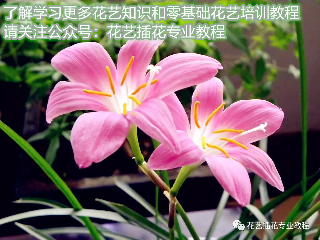 让百合花快速盛开,让百合盛开