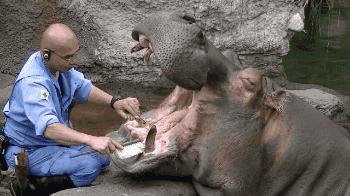 非洲河马钓鱼杀人，却反被人类逼成“脆弱”物种