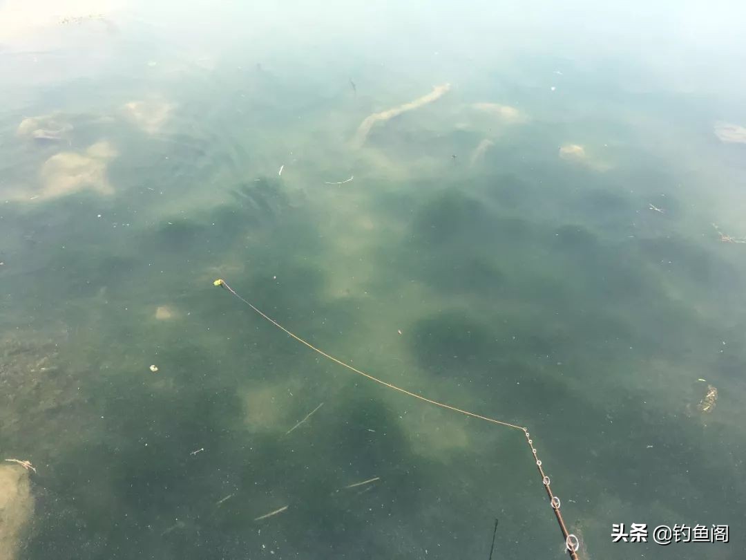 路亚钓黑鱼的技巧手法,路亚钓黑鱼手法操作和技巧视频