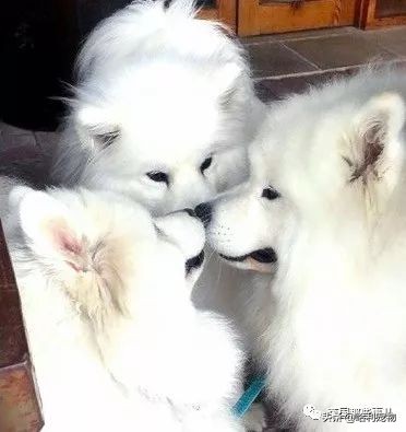 要狗看门？千万别选萨摩耶！这货除了笑不会干别的了