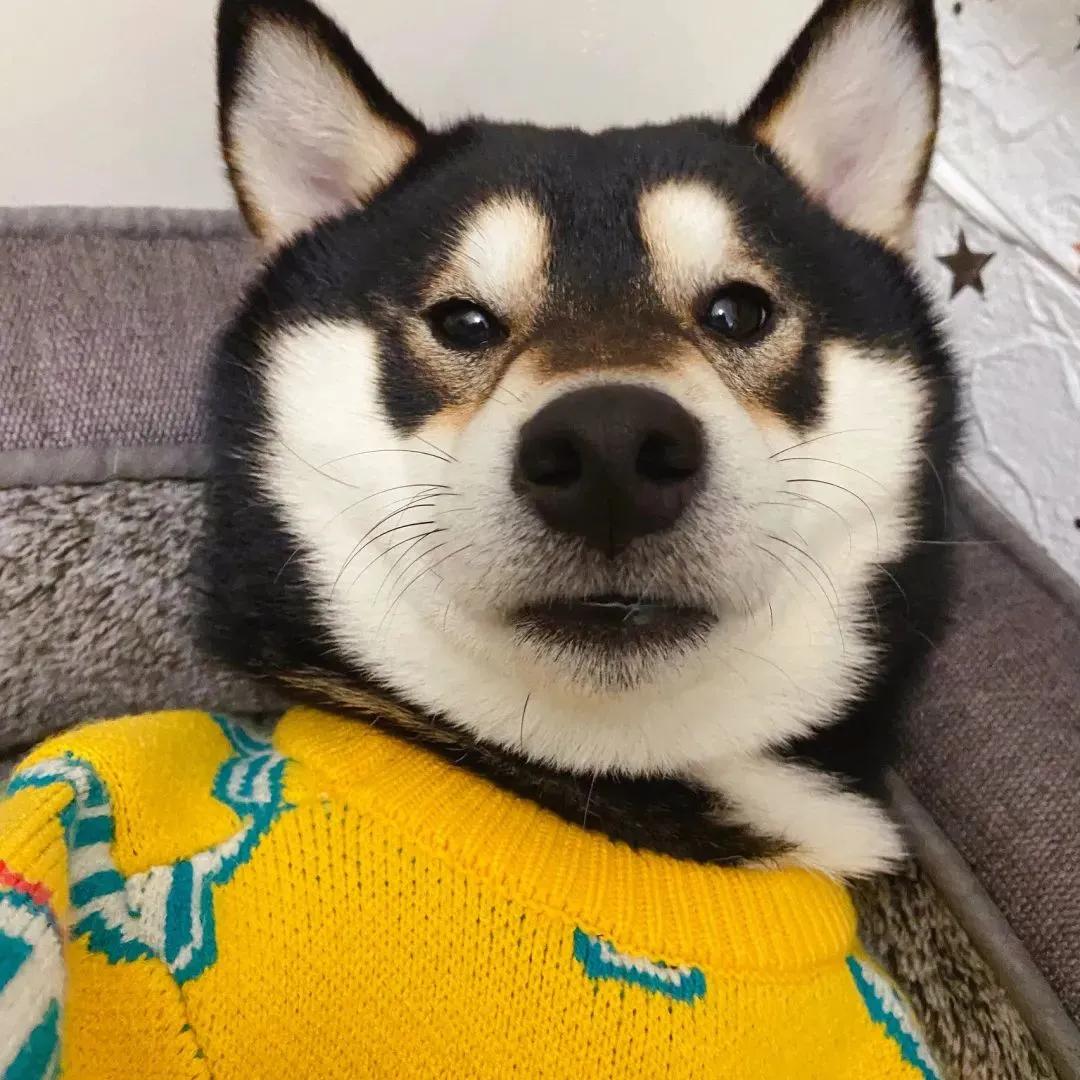 钢铁直男的头像,直男可以直到什么程度情侣头像