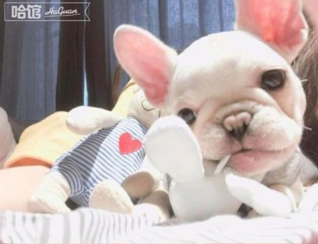 你家法斗爱晒太阳吗,你家法斗是怎么样的