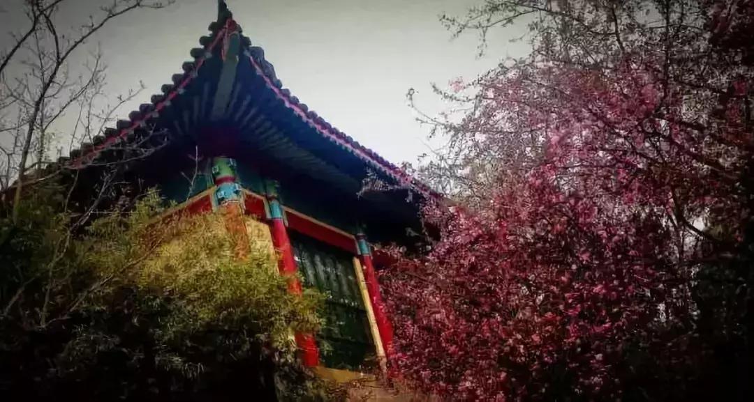 女排11连胜新闻联播,南师大排球比赛直播回放