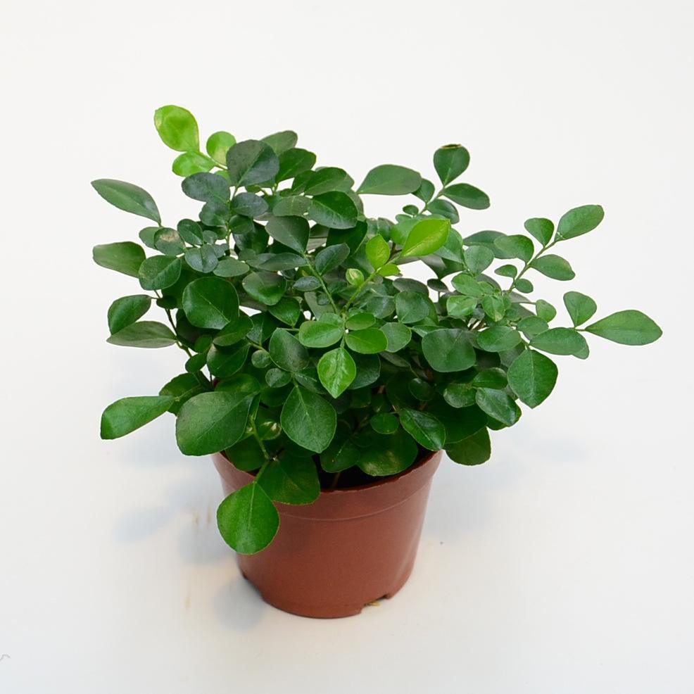 养好九里香盆景，靠这3点，魅力非凡花香十里！