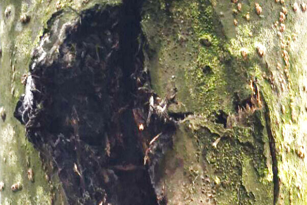 核桃树身上流黑水是啥病,核桃树树身腐烂流黑水用什么药