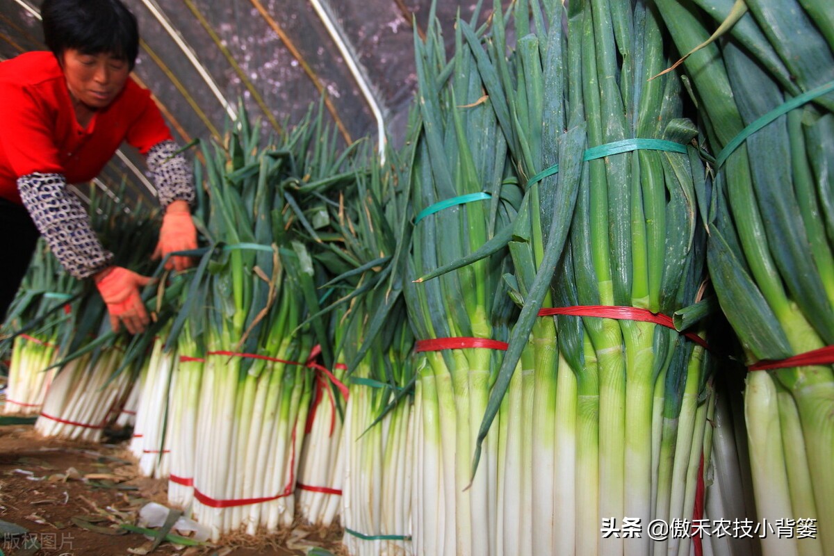 秋季大葱的种植方法和时间,大葱种植技术如何管理