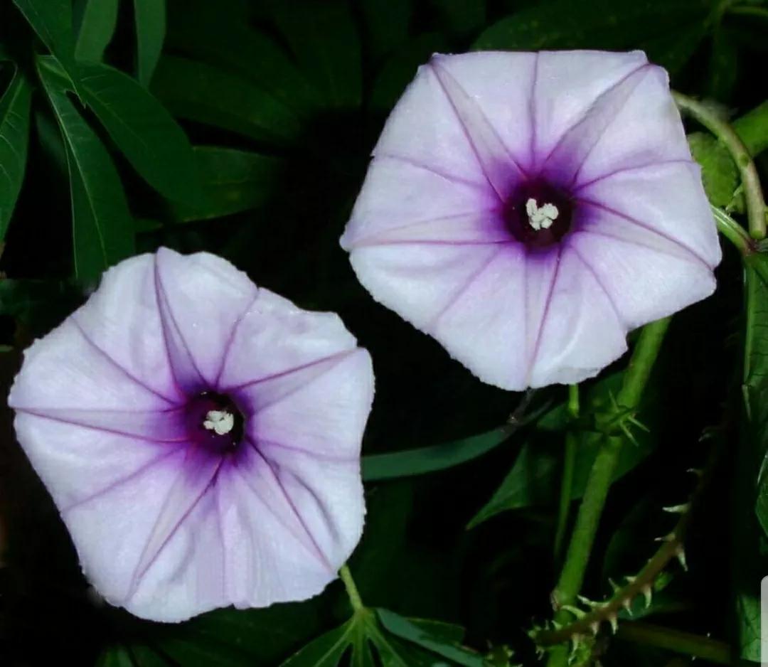 奇葩造型花:头上长草,心中有鬼,白月光。白天不开你非要晚上开