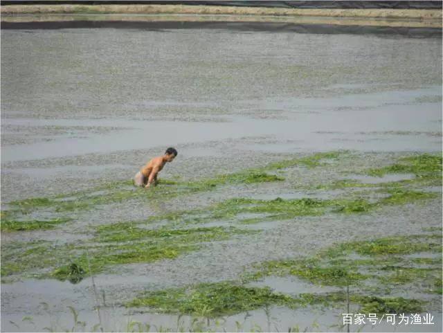 河蟹养殖的利润怎么样,养河蟹亏钱