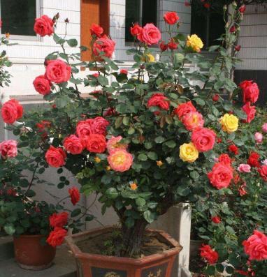 养玫瑰花的正确方法,喜欢简约的玫瑰花怎么养