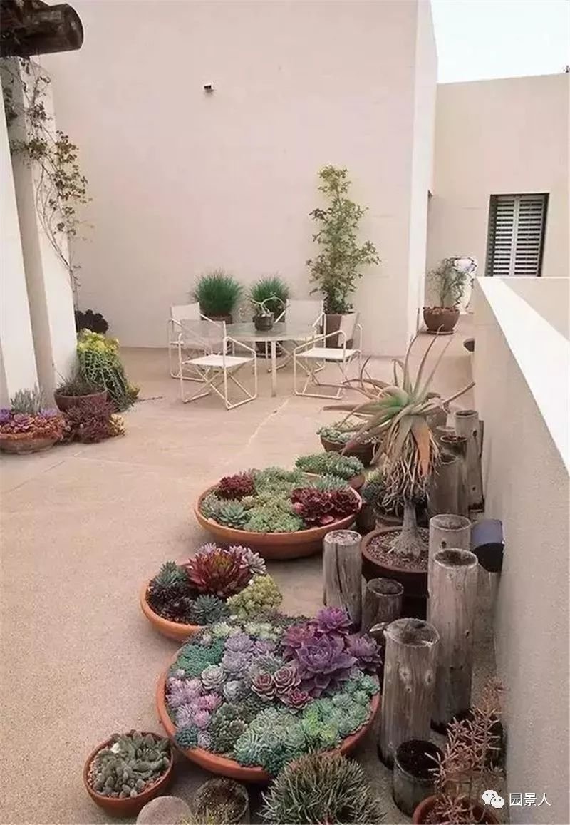 老外的多肉盆景惊艳了世界,多肉庭院美极了