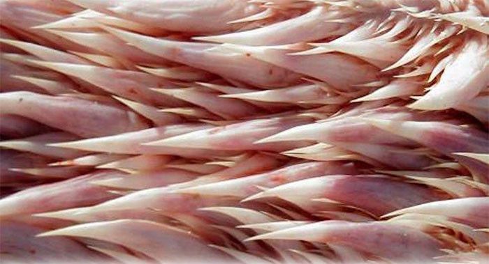 海龟没有牙齿靠什么来咬合,哪种海龟嘴里长满了尖刺